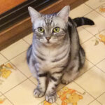 3代目 ケピーさん