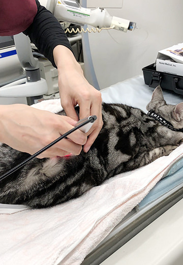 ケピーちゃん治療中