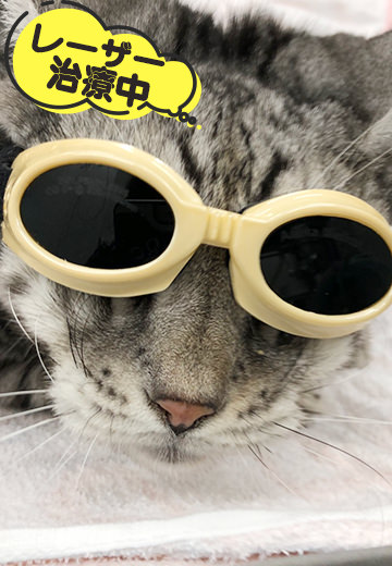 ケピーちゃん治療中